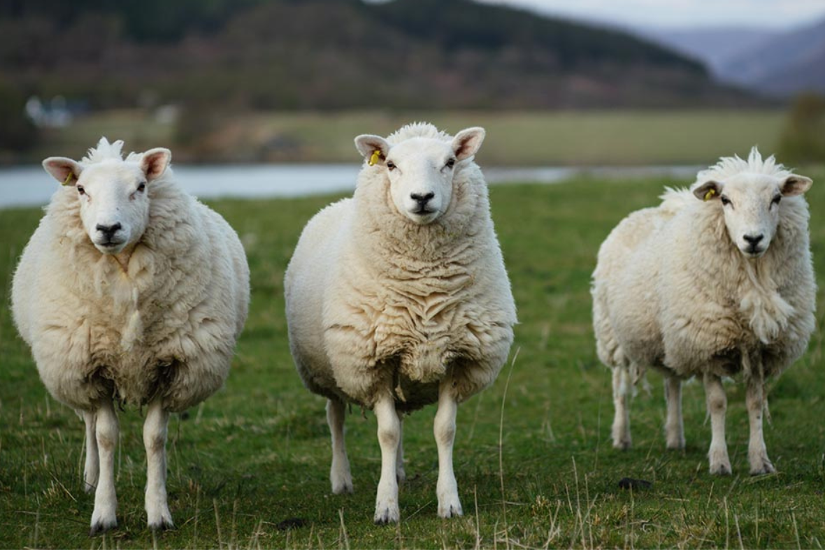 NZ-Made-Power-Of-Wool